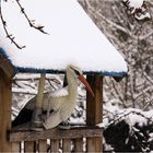 Einsamer Storch im winterlichen Frühling