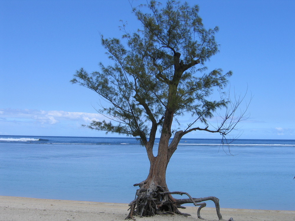 Einsamer Strandabschnitt auf LaReunion!