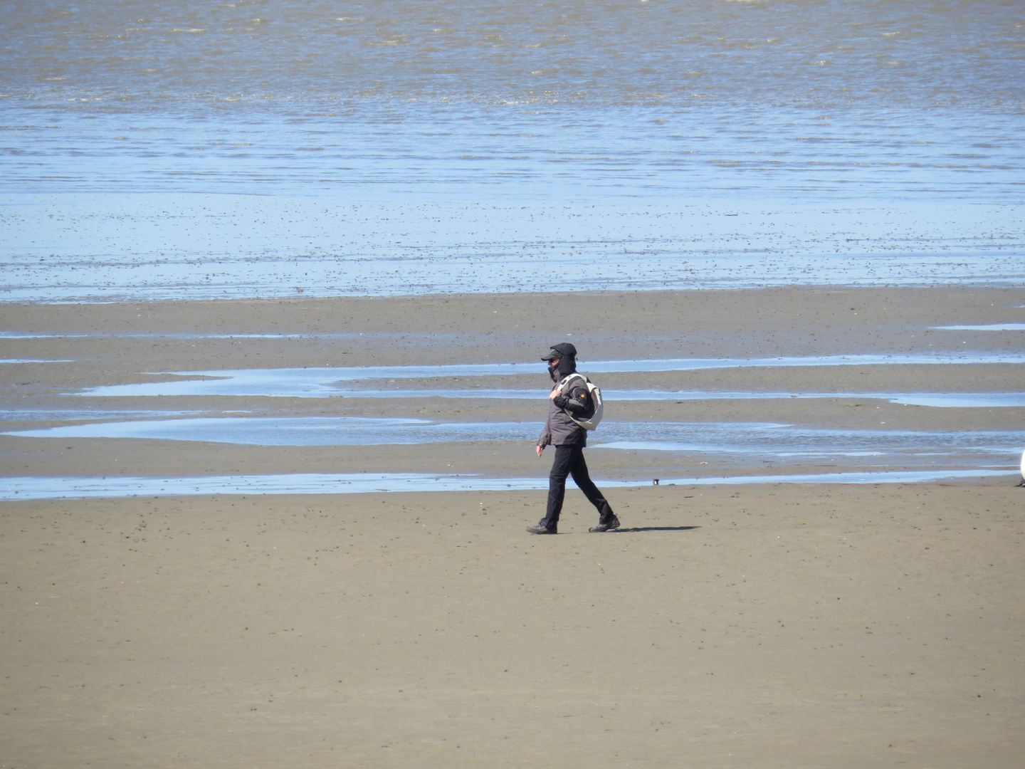 Einsamer Strandläufer Cuxhaven