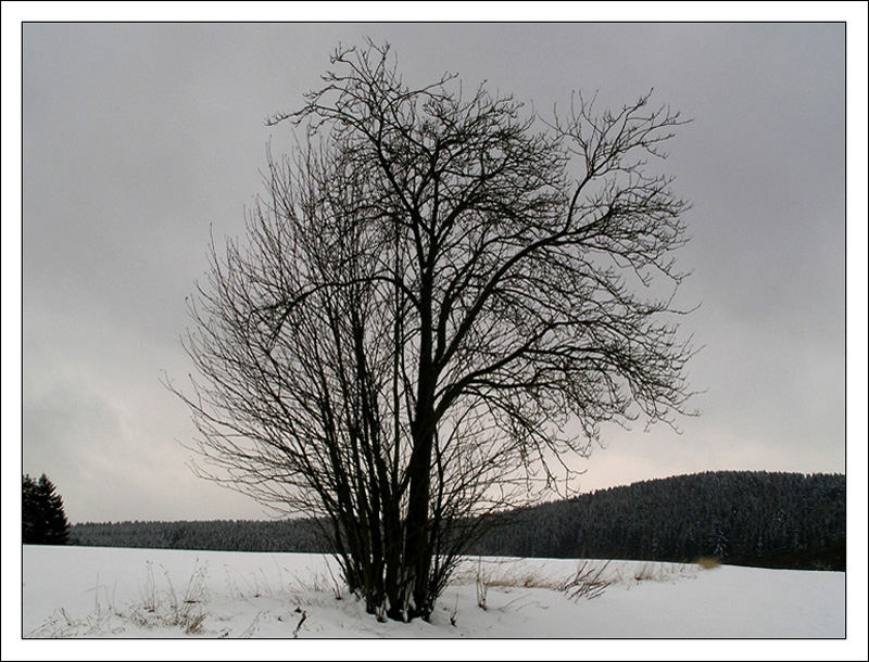 Einsamer Strauch im Winter