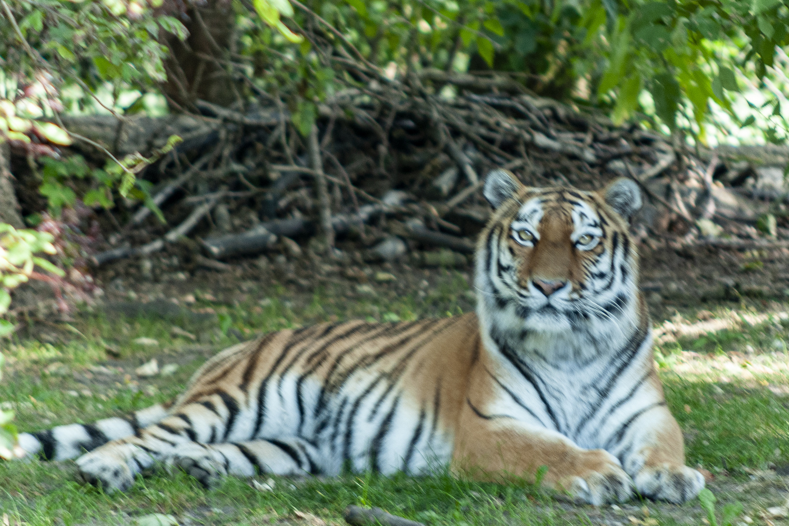 Einsamer Tiger im Zoo München