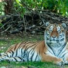Einsamer Tiger im Zoo München