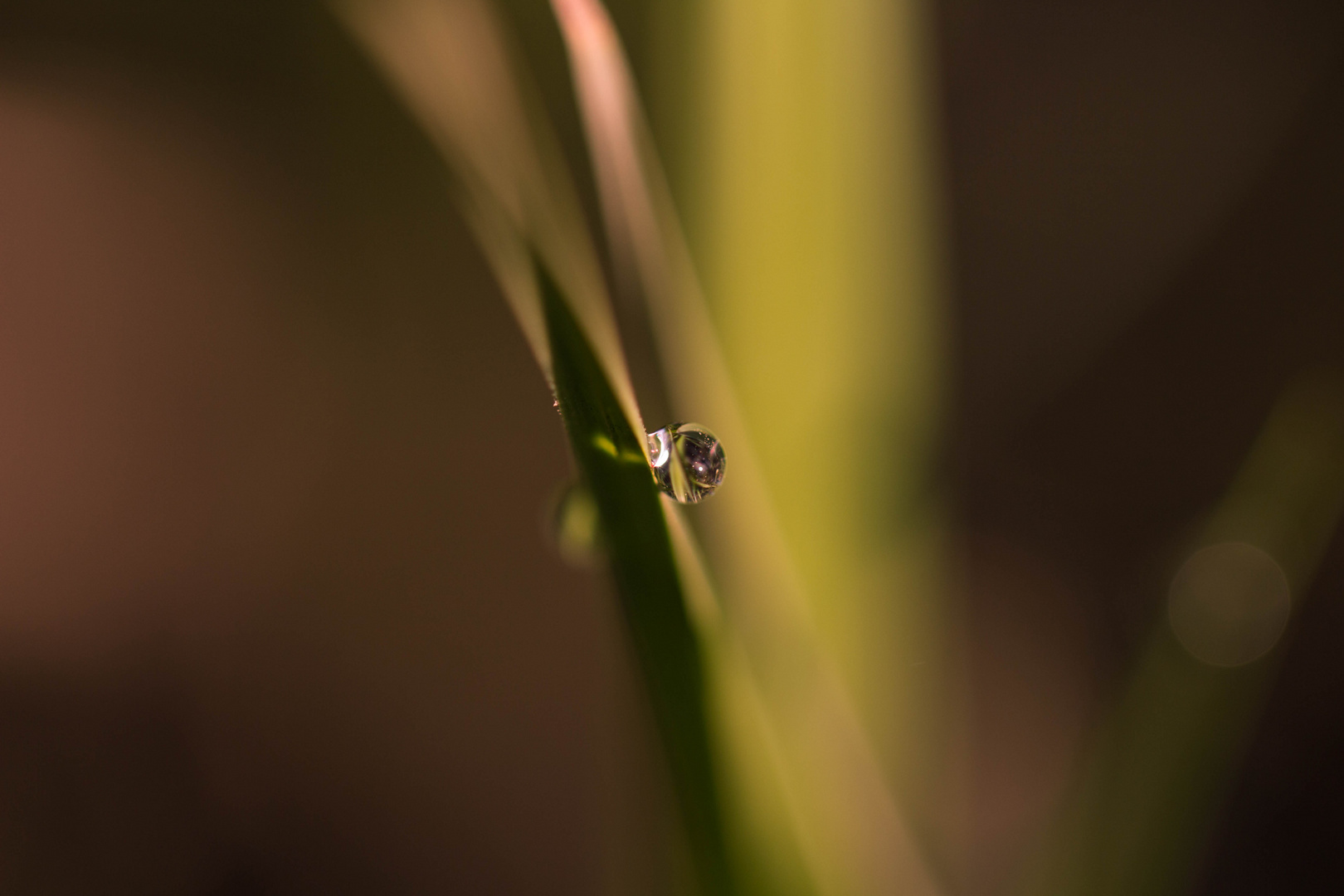 Einsamer Tropfen im Gras