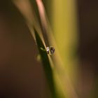 Einsamer Tropfen im Gras