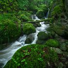 Einsamer Urwald