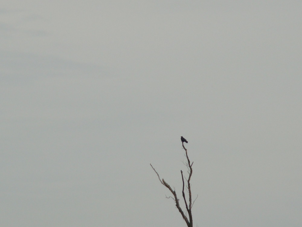 Einsamer Vogel