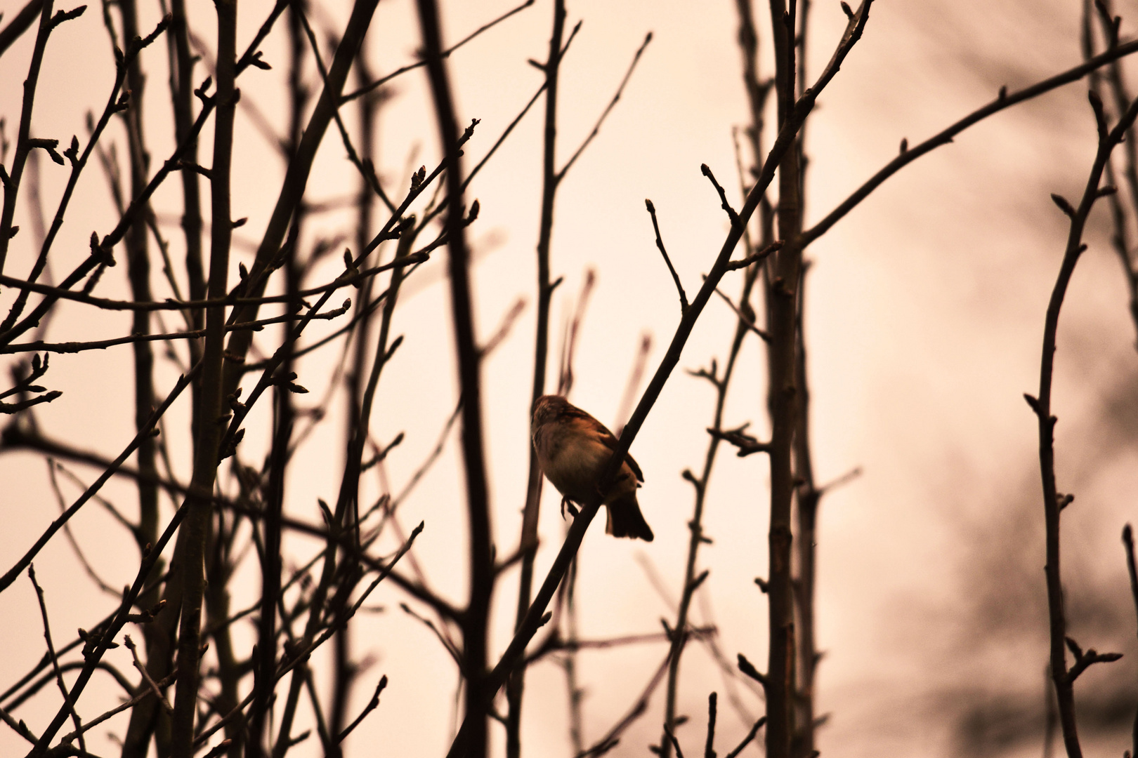 einsamer Vogel