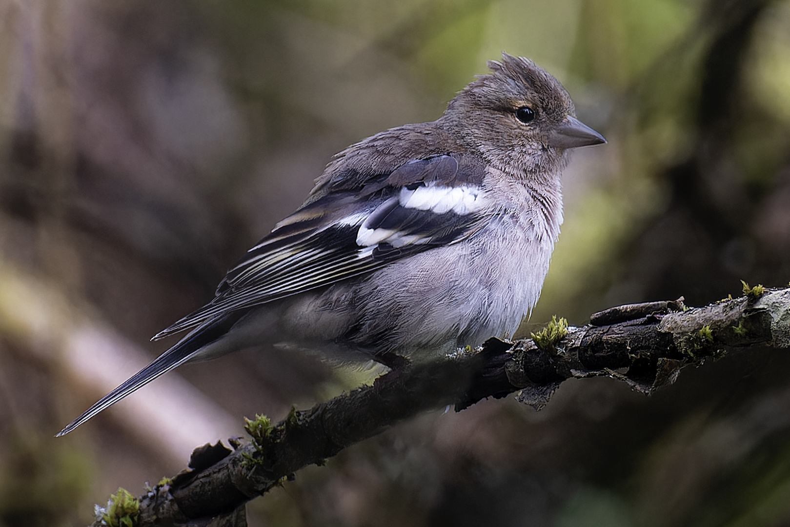 Einsamer Vogel