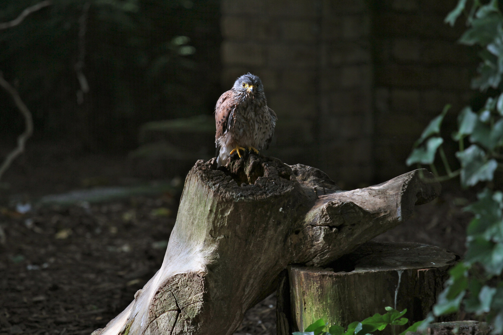 Einsamer Vogel