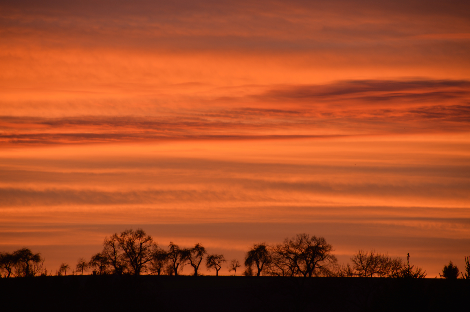 Einsamer Vogel im Sonnenuntergang