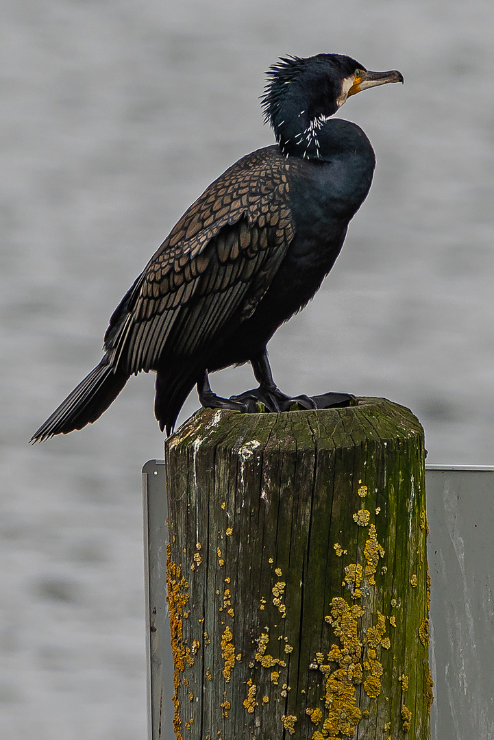 Einsamer Wächter (Kormoran) am Bodensee