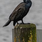 Einsamer Wächter (Kormoran) am Bodensee