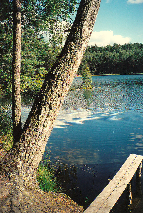 Einsamer Waldsee