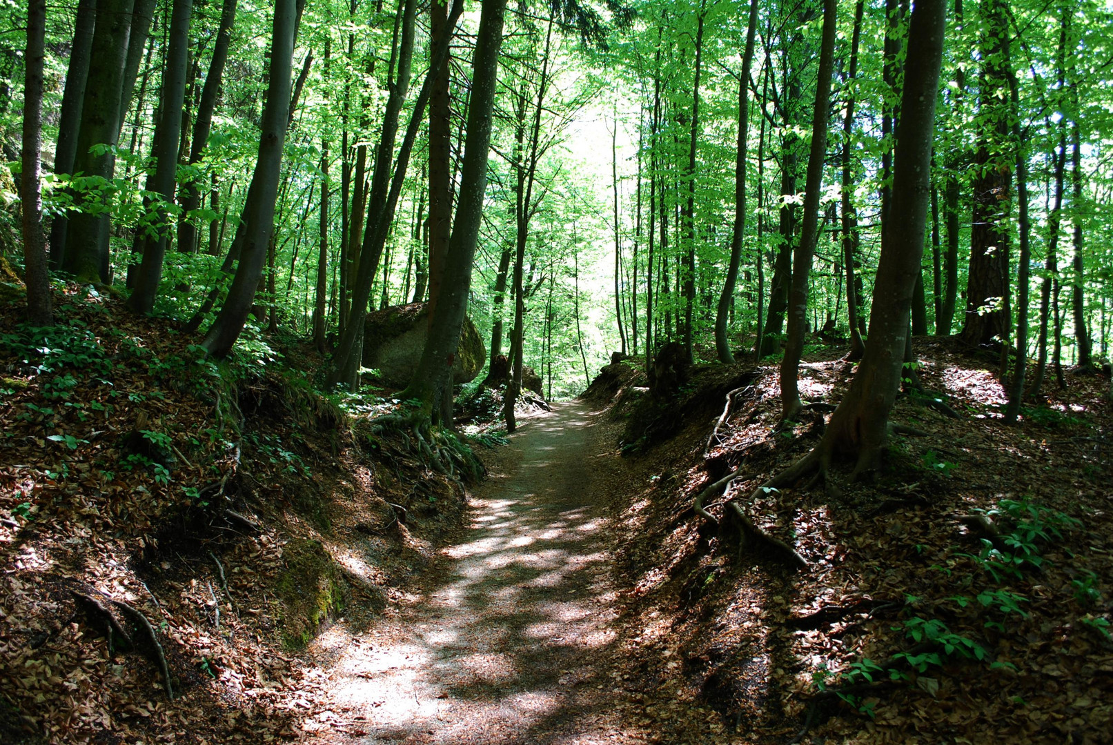 Einsamer Waldweg