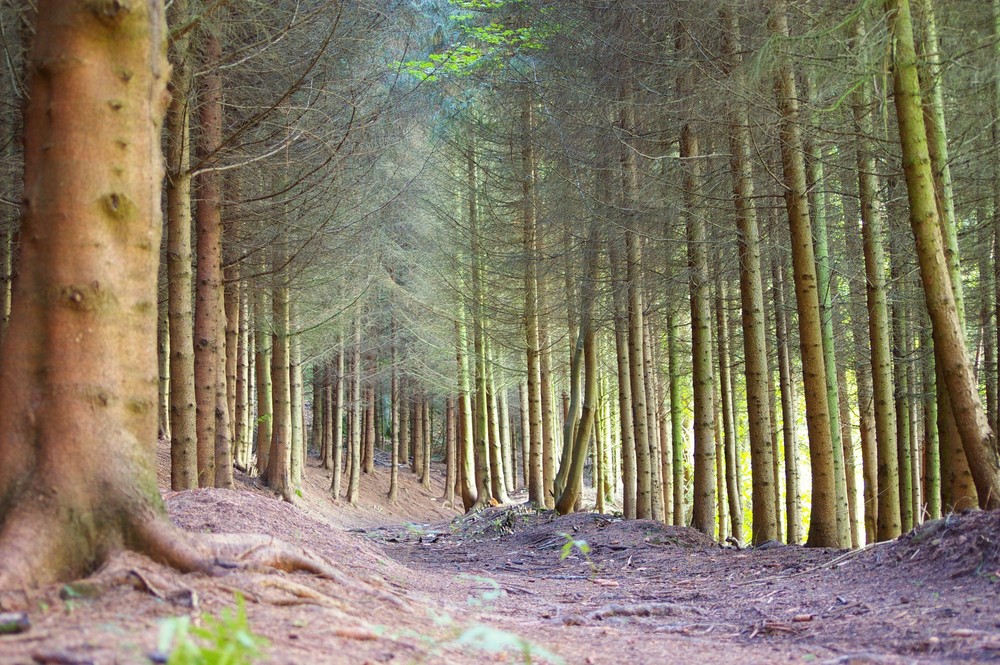 Einsamer Waldweg