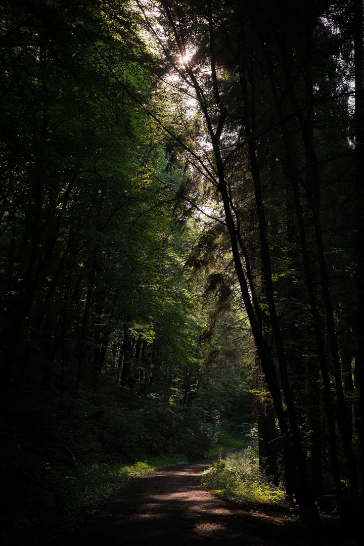 Einsamer Waldweg