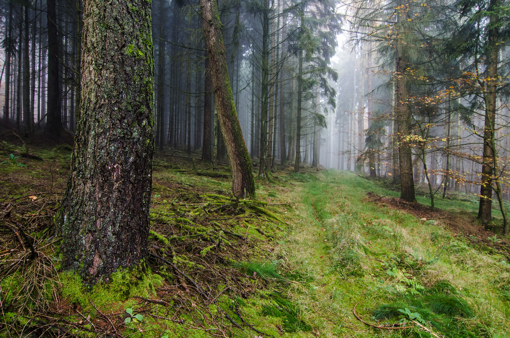 Einsamer Waldweg