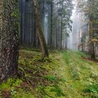 Einsamer Waldweg