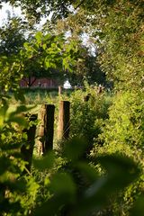 Einsamer Waldweg - Teil II