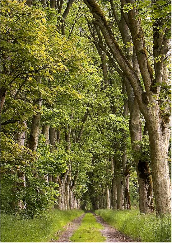 Einsamer Waldweg von Menschenhand