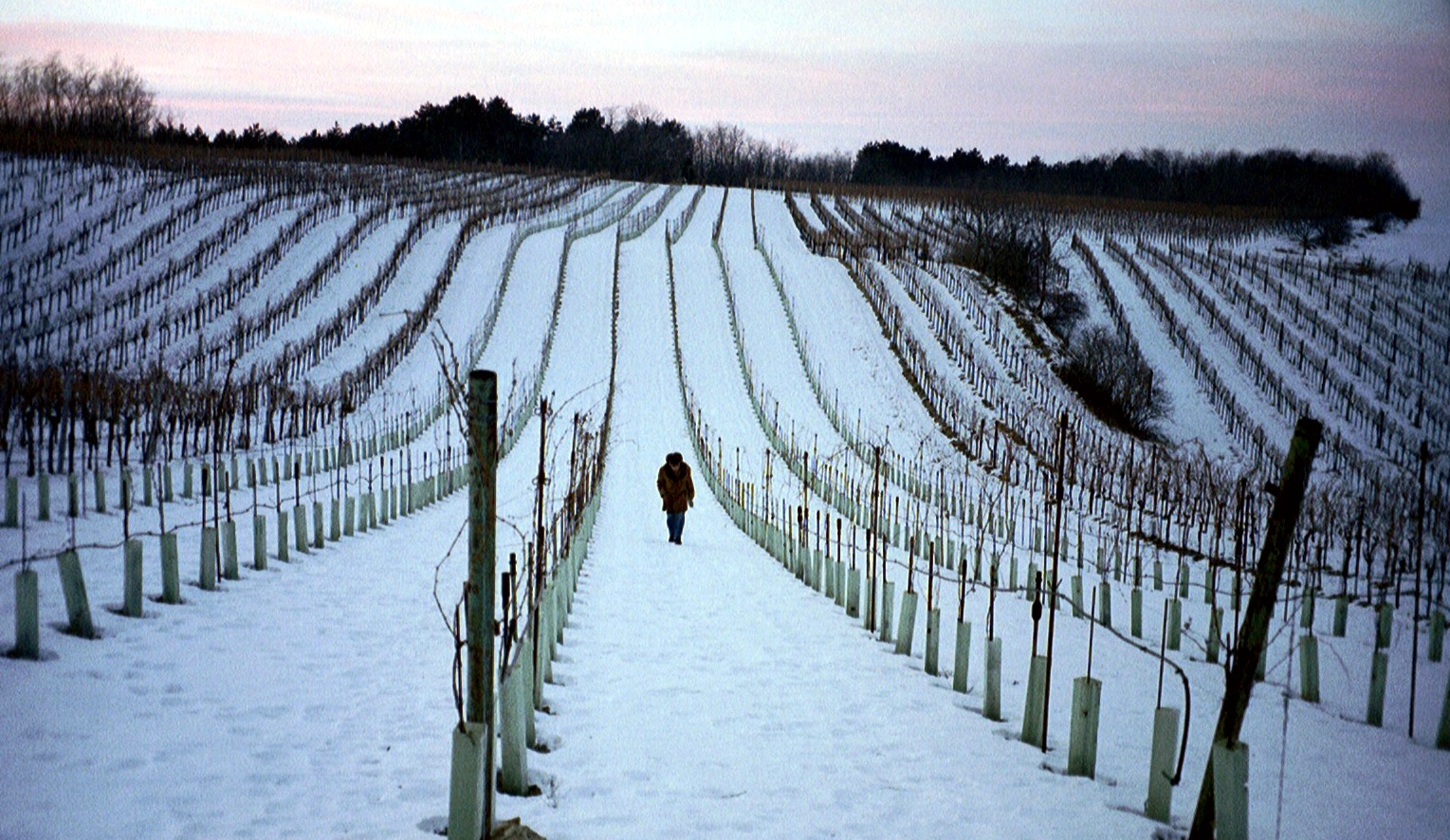 Einsamer Wanderer im winterlichen Weingarten