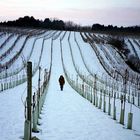 Einsamer Wanderer im winterlichen Weingarten