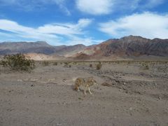 Einsamer Wanderer in der Wüste