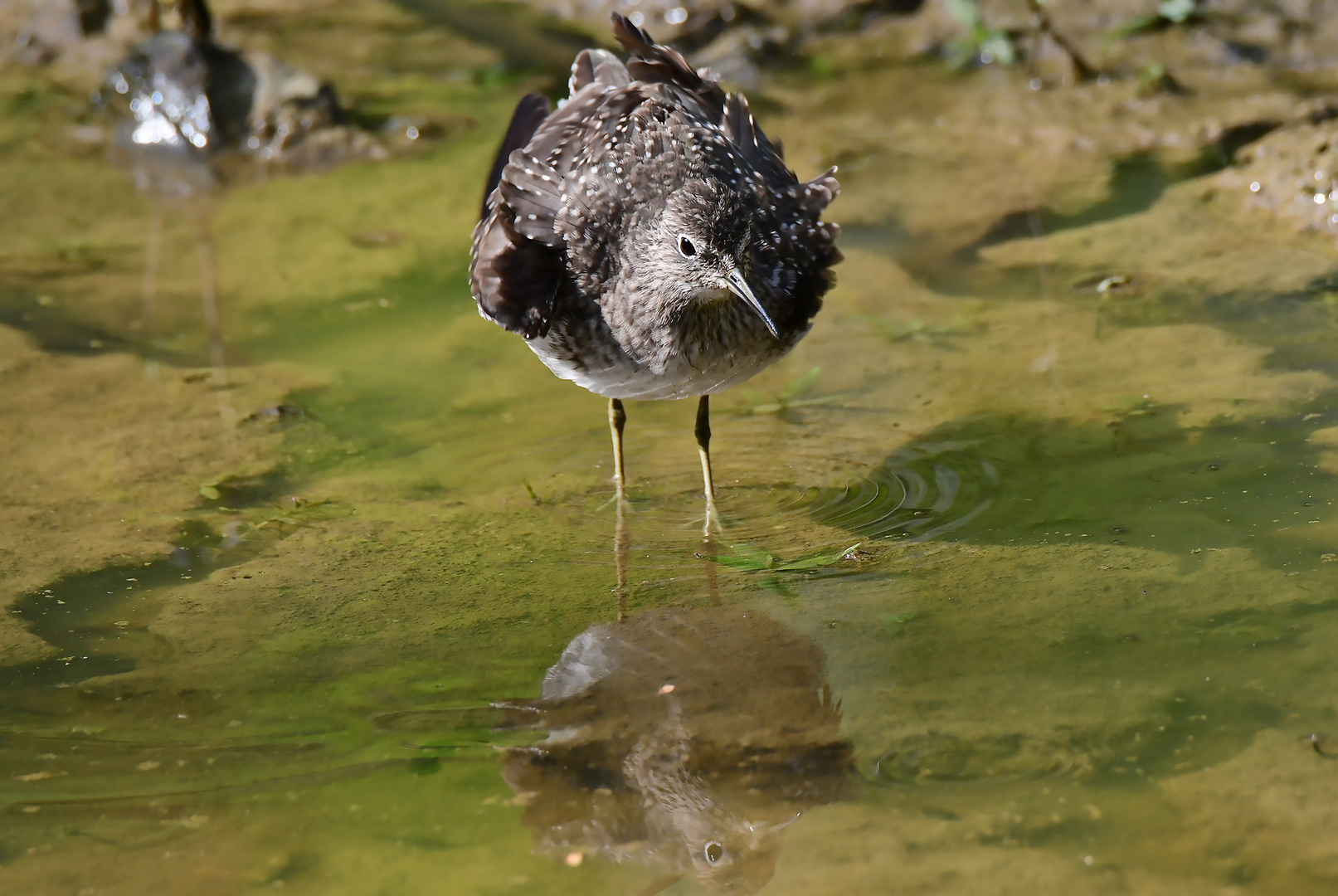 Einsamer Wasserläufer