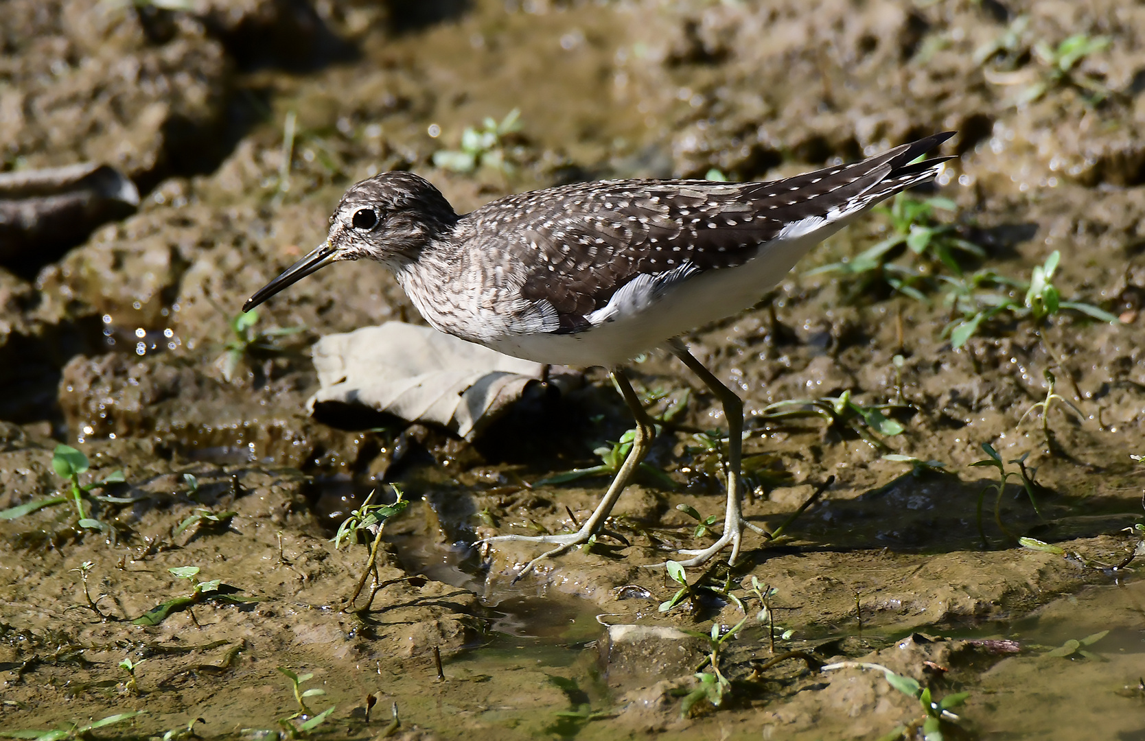 Einsamer Wasserläufer