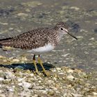 Einsamer Wasserläufer - Solitary Sandpiper (Tringa solitaria)