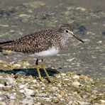 Einsamer Wasserläufer - Solitary Sandpiper (Tringa solitaria)