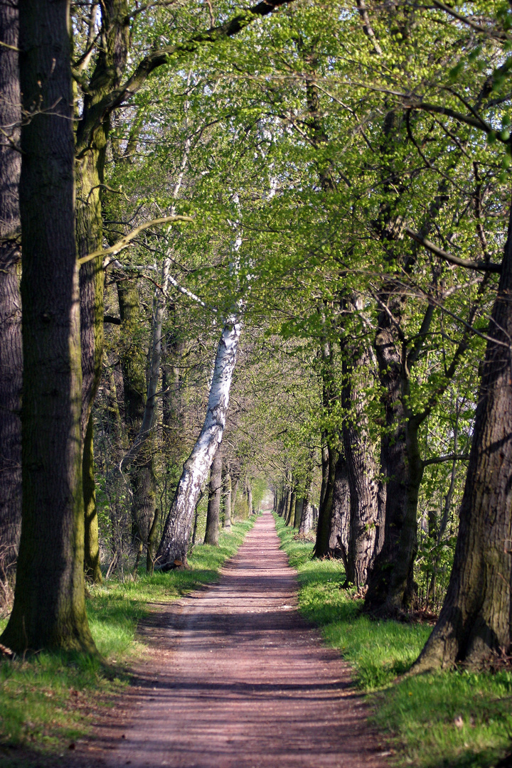 Einsamer Weg Foto & Bild landschaft, alleen, outdoor Bilder auf