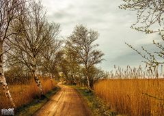 Einsamer Weg durch das Schilf