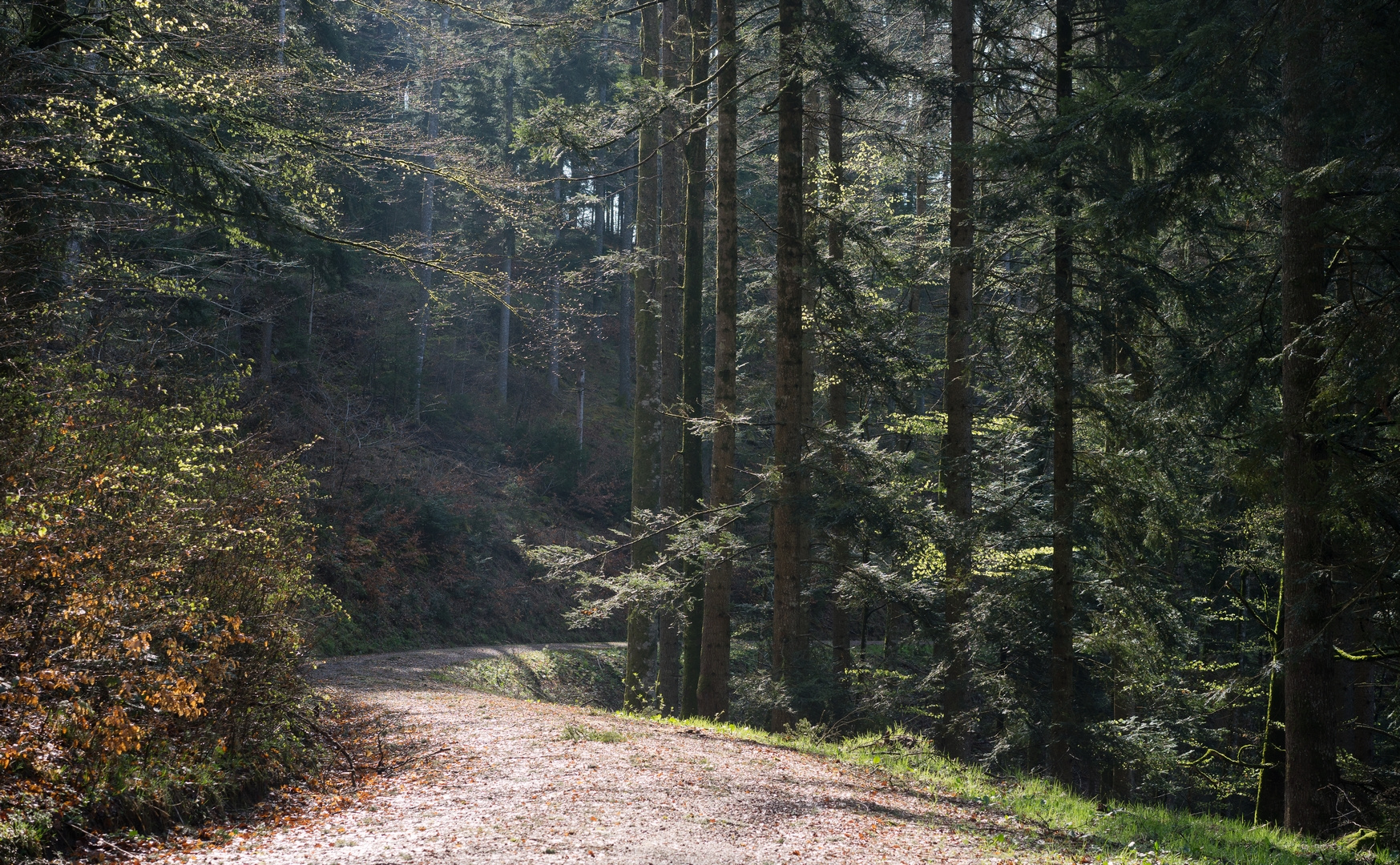 einsamer Weg