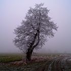 einsamer Winterbaum