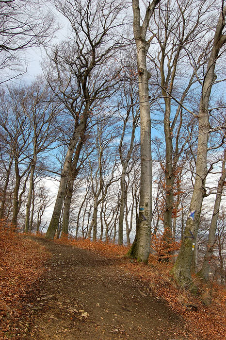 Einsamer "Winterwald"