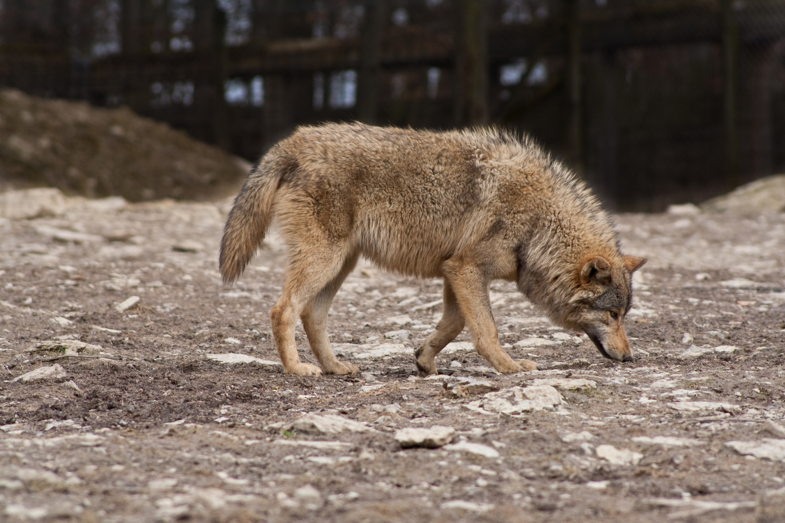 Einsamer Wolf