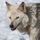 Einsamer Wolf