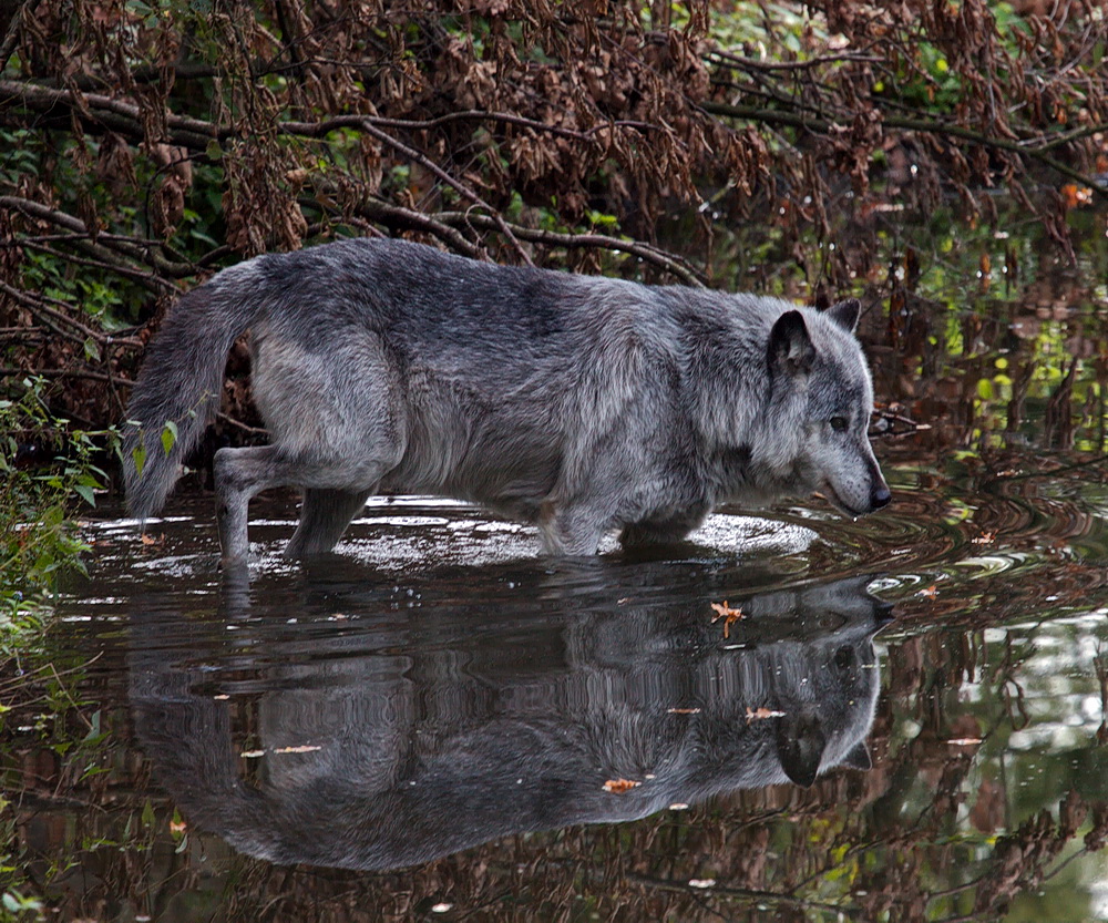 Einsamer Wolf