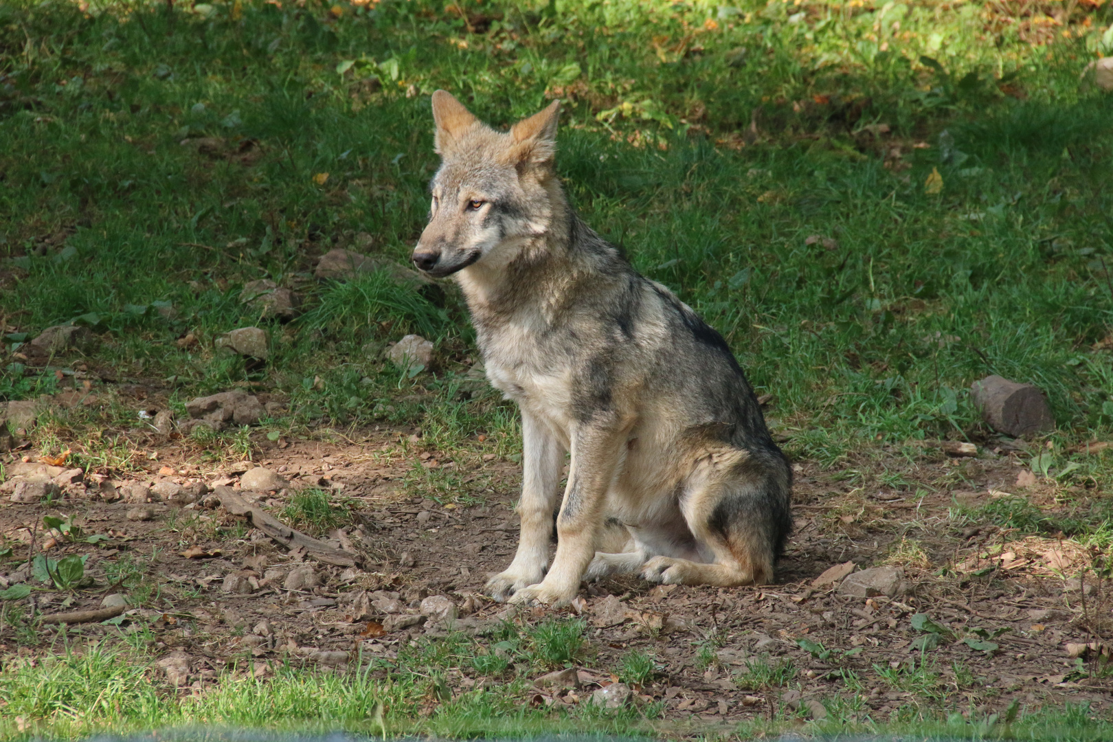 Einsamer Wolf