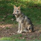 Einsamer Wolf