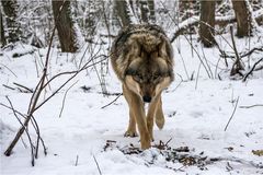 Einsamer Wolf...