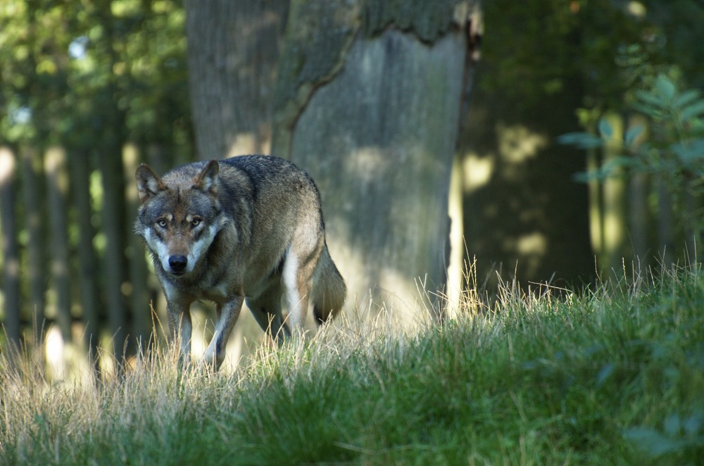 Einsamer Wolf