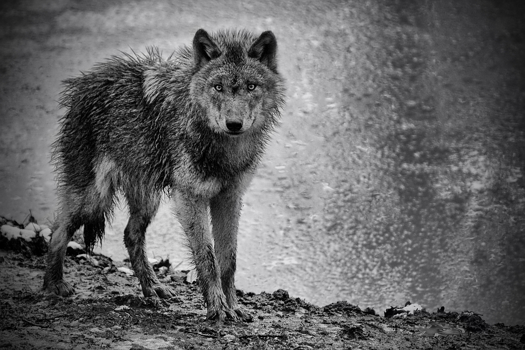 einsamer Wolf
