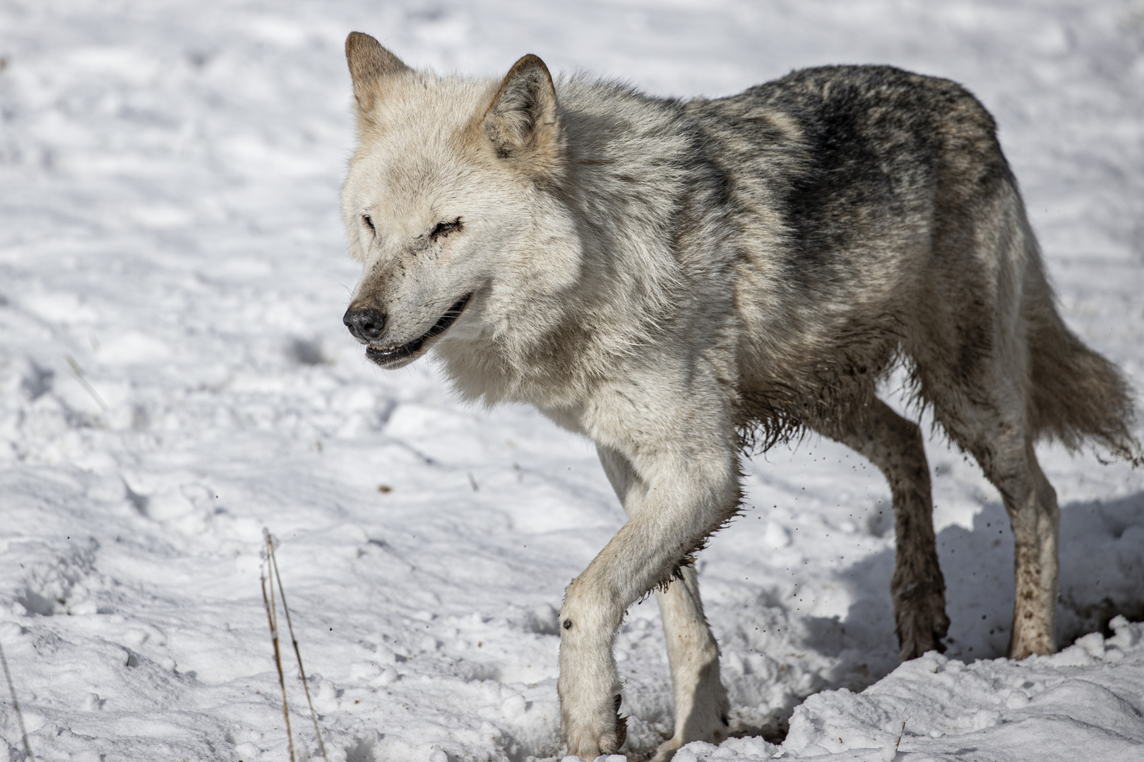 Einsamer Wolf