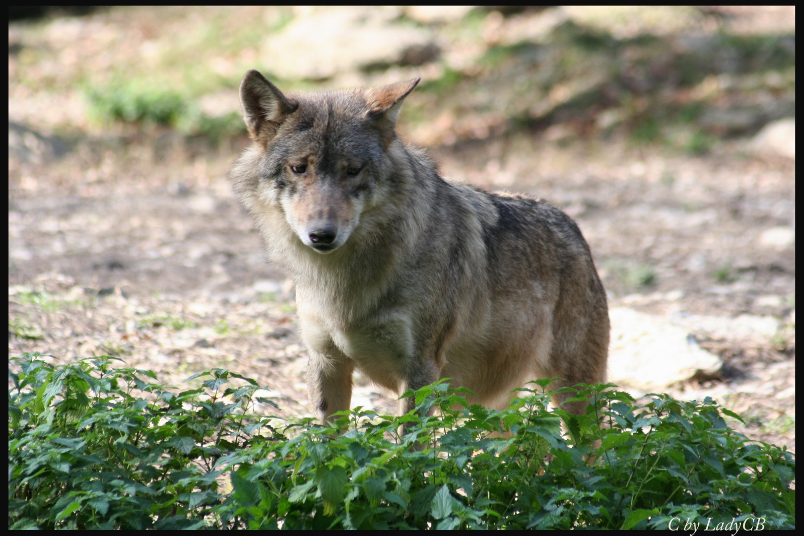 Einsamer Wolf