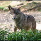 Einsamer Wolf