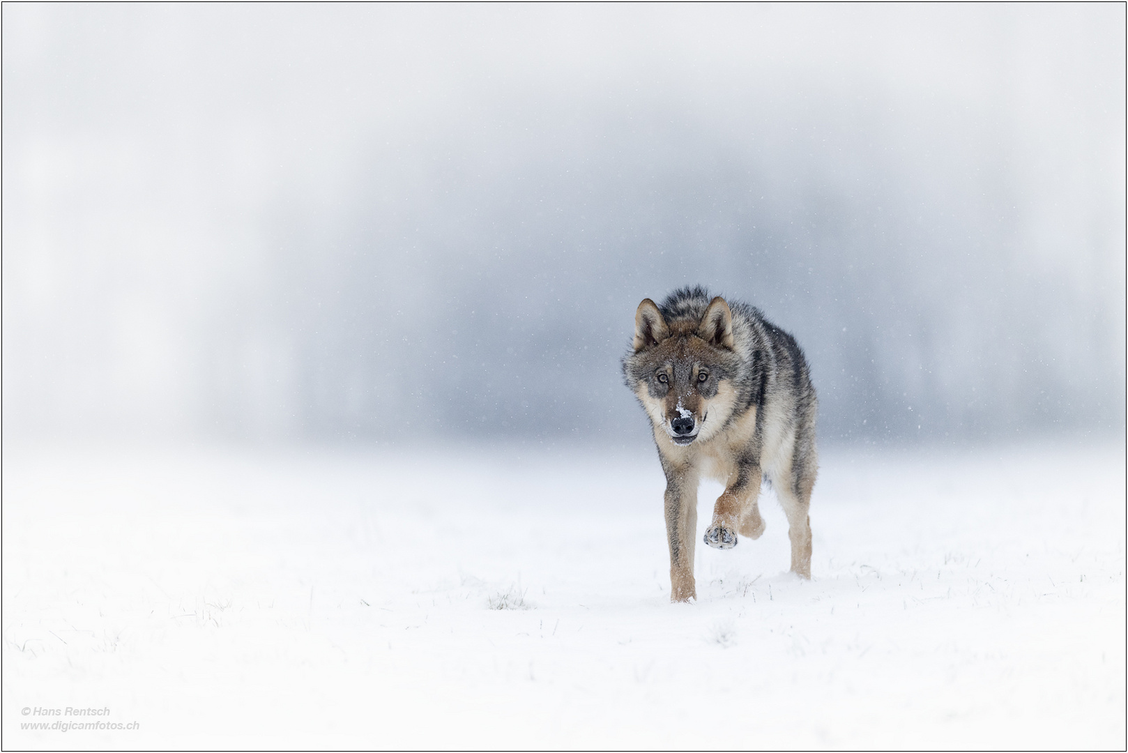 Einsamer Wolf