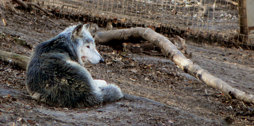 Einsamer Wolf