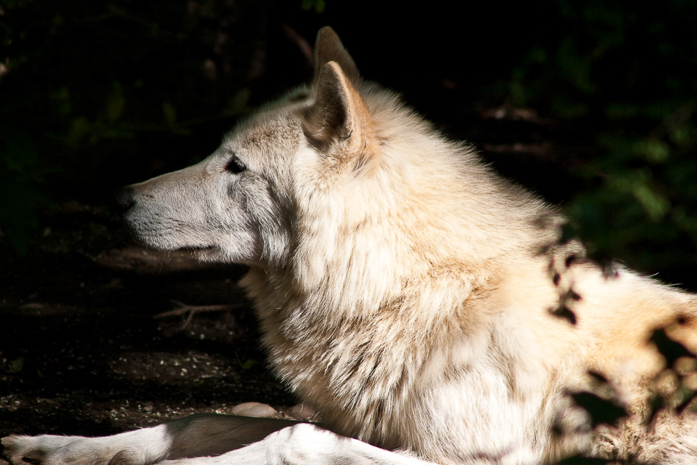 einsamer Wolf II